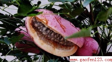 ʶЩҰ www.gaofen123.com