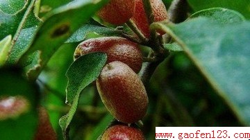 ʶЩҰ www.gaofen123.com
