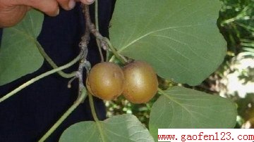ʶЩҰ www.gaofen123.com