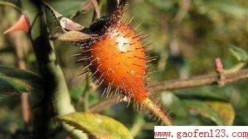 ʶЩҰ www.gaofen123.com