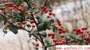 ʶЩҰ www.gaofen123.com