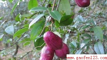ʶЩҰ www.gaofen123.com