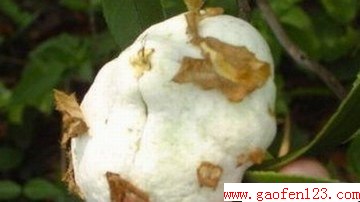 ʶЩҰ www.gaofen123.com