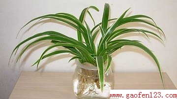 ɫֲ·װζ www.gaofen123.com