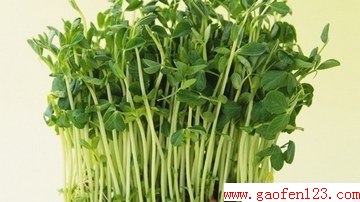 黄豆芽变绿能吃吗 www.gaofen123.com