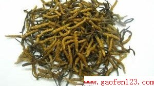 虫草花的功效与作用 www.gaofen123.com