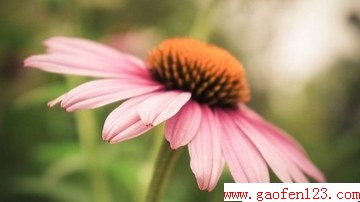 www.gaofen123.com