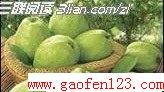 番石榴的功效与作用是什么 www.gaofen123.com