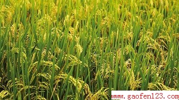 Ŵй֮ www.gaofen123.com