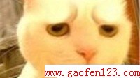  www.gaofen123.com