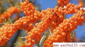 www.gaofen123.com
