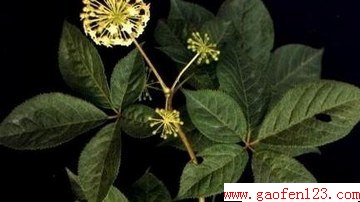 ӹЧ                            www.gaofen123.com