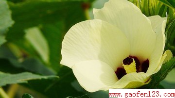  www.gaofen123.com