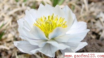 雪莲花的功效与作用 www.gaofen123.com