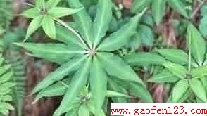  www.gaofen123.com