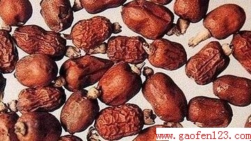 红豆蔻的功效与作用 www.gaofen123.com