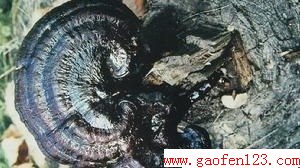 ֥ĹЧ www.gaofen123.com