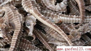 www.gaofen123.com