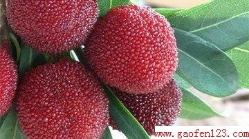  www.gaofen123.com
