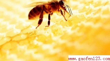 ۵ݹЧЩ www.gaofen123.com