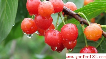 ǿƼʳ۷ www.gaofen123.com