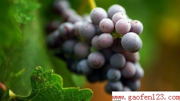 ѾƵС  www.gaofen123.com