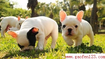 гɻЩ www.gaofen123.com