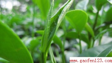 隔夜茶的多种功效 - 渴望美好 - “渴望美好”的精品博客