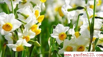 www.gaofen123.com