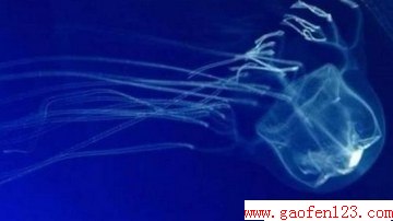 盘点世界上毒性最强的五种动物 www.gaofen123.com