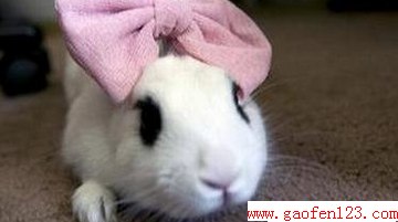 Цӣ˵լ                 www.gaofen123.com