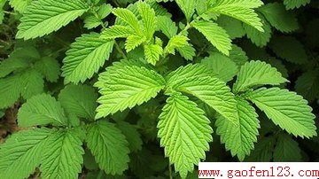 仙鹤草的功效与作用 www.gaofen123.com