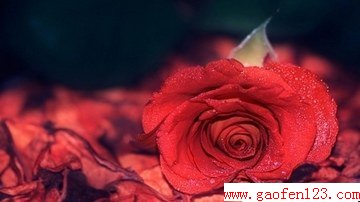  www.gaofen123.com