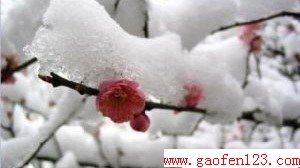 ѩ www.gaofen123.com