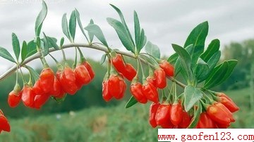 www.gaofen123.com