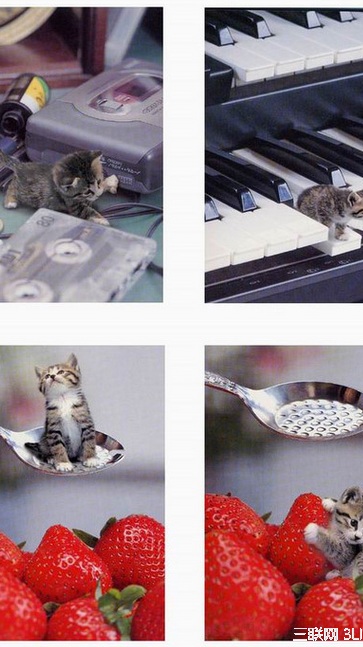 世界上最小的猫 来自美国的“皮堡斯” www.gaofen123.com