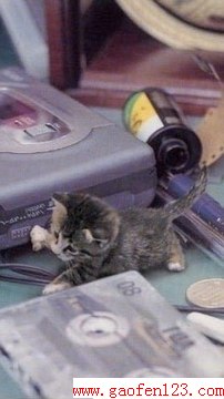 世界上最小的猫 来自美国的“皮堡斯”
