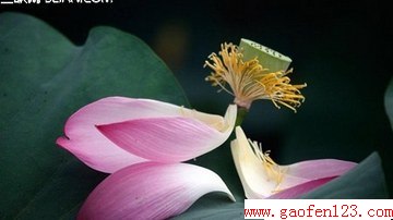  www.gaofen123.com