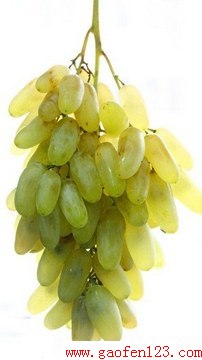 www.gaofen123.com